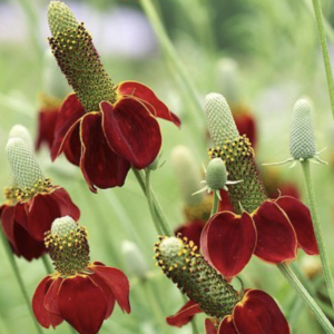 Ratibida-columnifera Red seeds